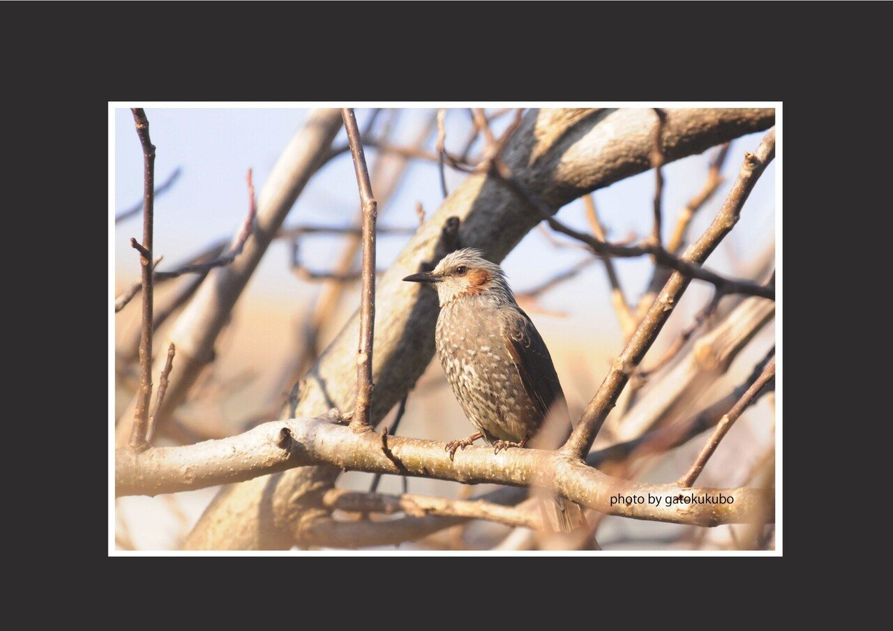 ヒヨドリ 英語でブルブル 地味な鳥だが 羽を広げると とても美しいの Gatokukubo Note ヒヨドリ 英語でブルブル 地味な鳥だが 羽を広げると とても美しいの Gatokukubo Note