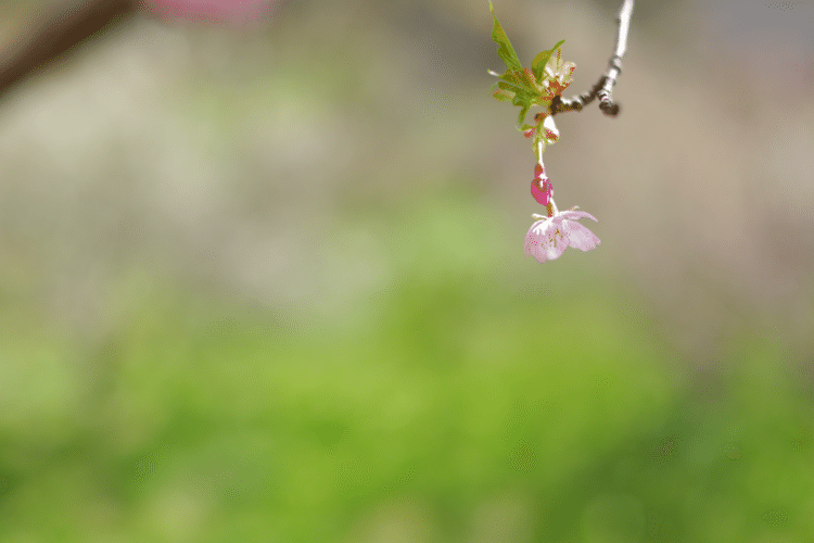 風のなか 咲いている あなたの存在に 救われてる #花 #幸せ #こころ #あなたの応援団 #写真 #フォトポエム #フォトポエムカウンセラー