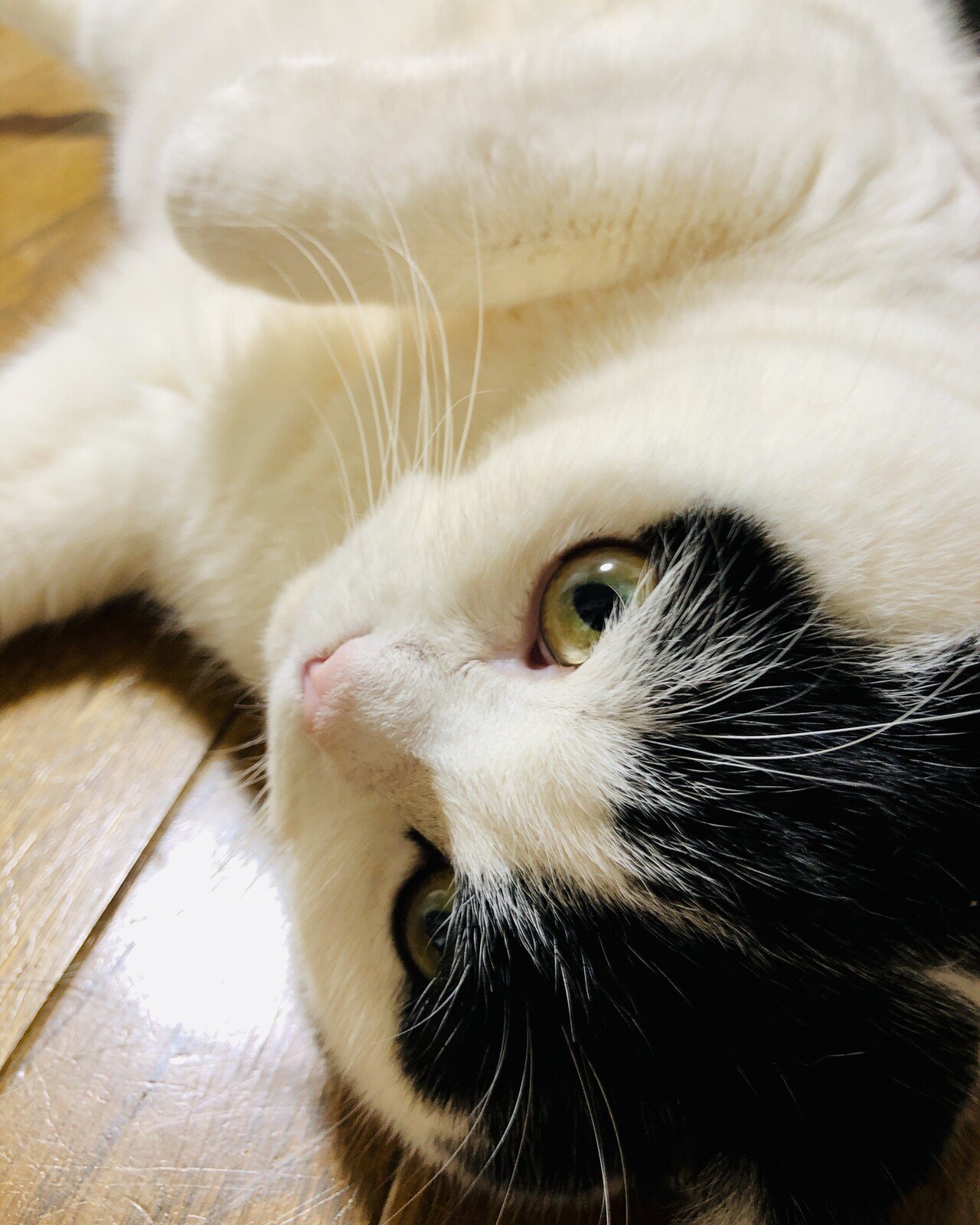 ぬこ様の日ですね 日々 うちのぬこ様には癒しと安らぎを頂いています ありがとうございます 水 Note ぬこ様の日ですね 日々 うちのぬこ様には癒しと安らぎを頂いています ありがとうございます 水 Note