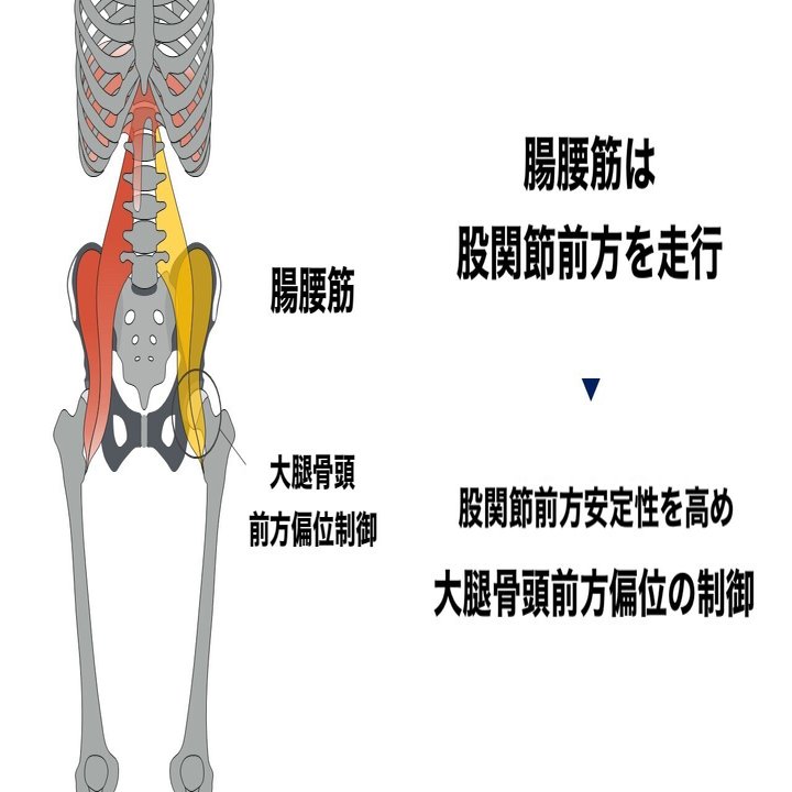 股関節インピンジメント 運動療法 L Fit Note
