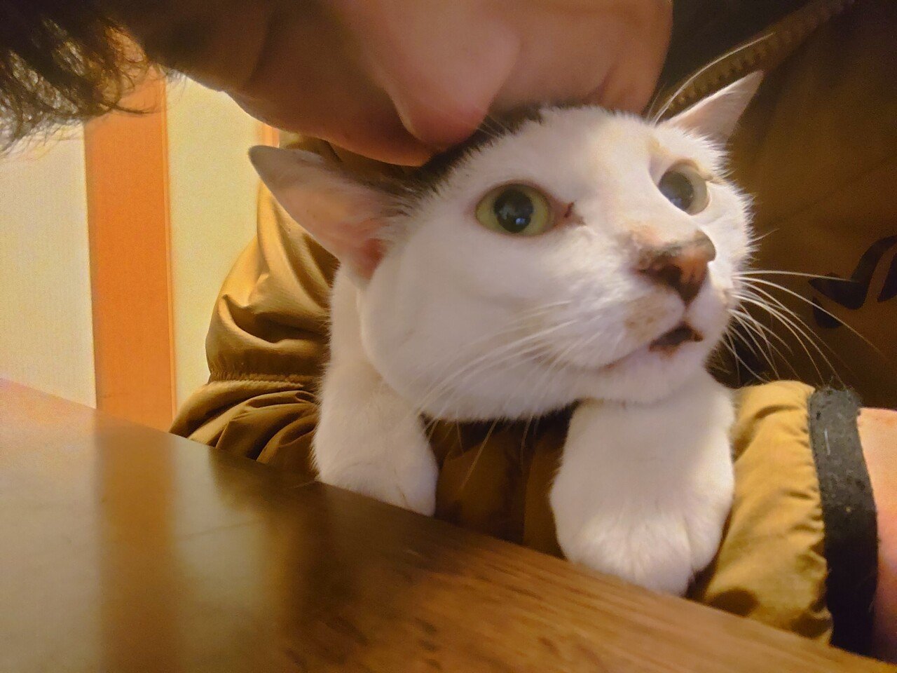 2月22日 猫の日 奥義 猫吸い Takaya Ryu Note