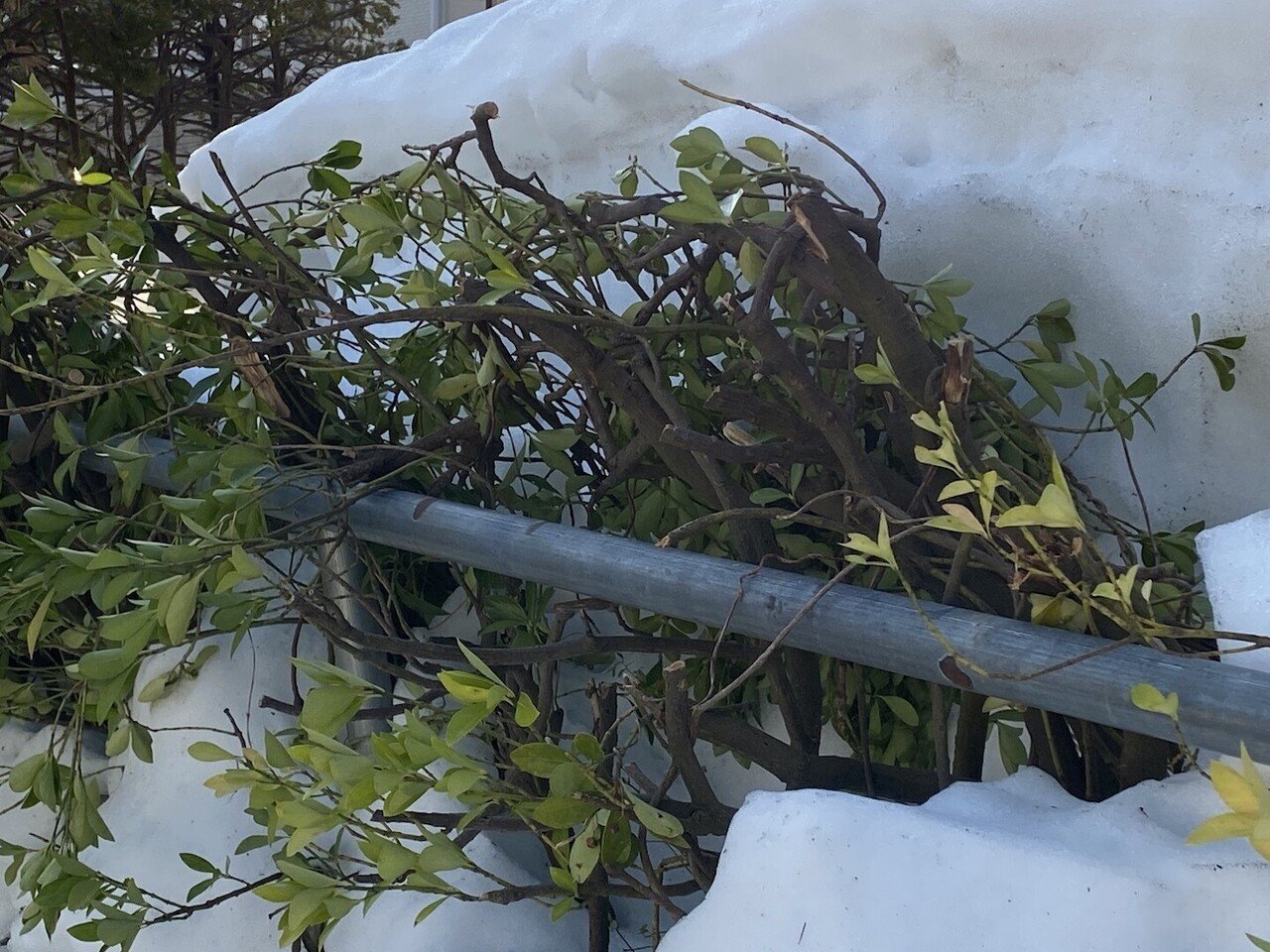 雪害 樹木をなぎたおす 石野正彦 Note 雪害 樹木をなぎたおす 石野正彦 Note