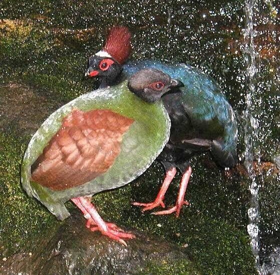 第1480回 世界のユニークな鳥 ⑵｜翆野 大地