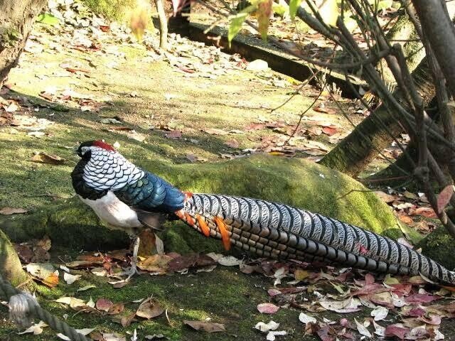 第1480回 世界のユニークな鳥 ⑵｜翆野 大地