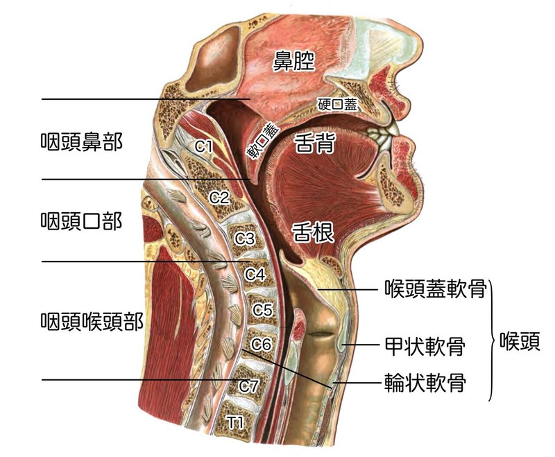 口蓋、咽頭・喉頭-SQ図