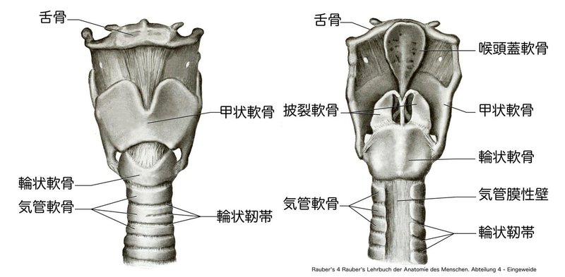 喉頭-プリント用-図