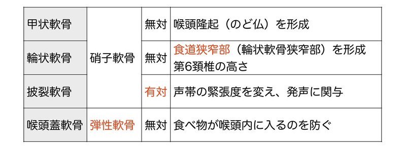 呼吸器系-32-喉頭の軟骨-表だけ