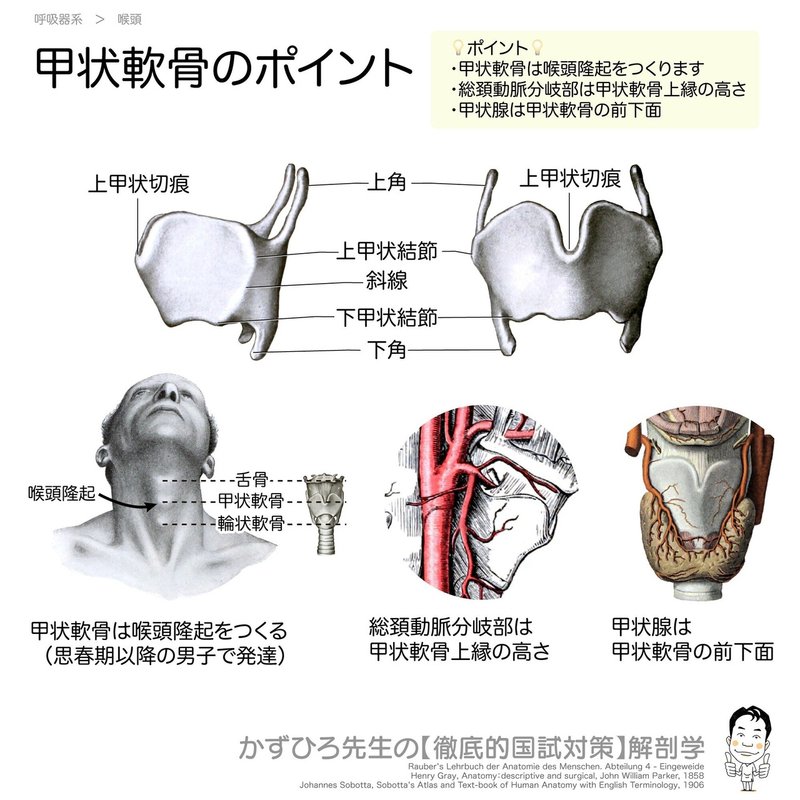 呼吸器系-32-甲状軟骨のポイント-SQ