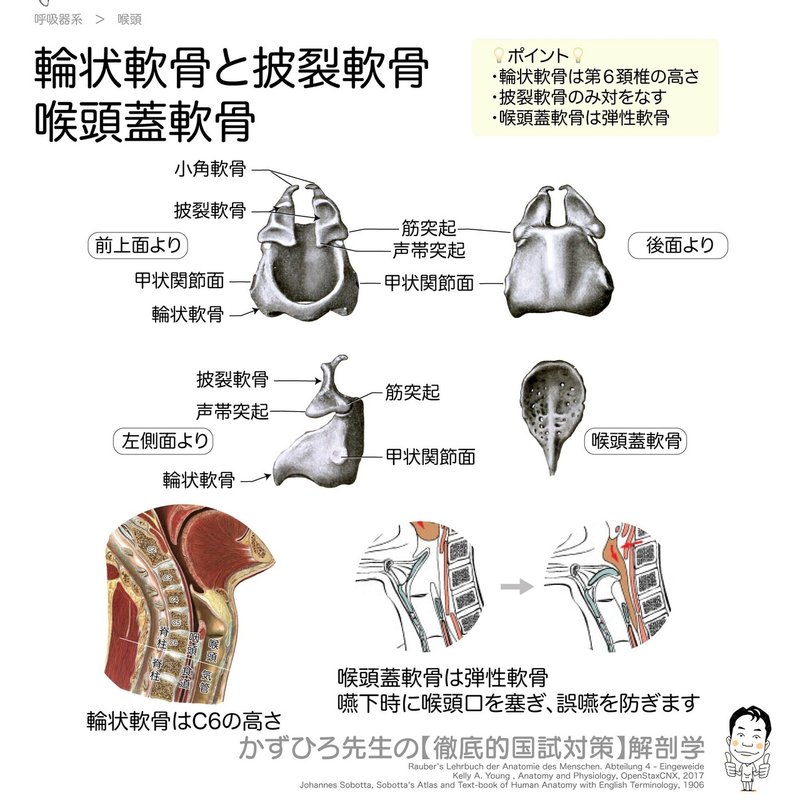 呼吸器系-32-輪状軟骨と披裂軟骨、喉頭蓋軟骨のポイント-SQ