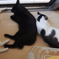 猫の遁走曲 その四 猫じゃ猫じゃって何 音楽帳工房 Note 猫の遁走曲 その四 猫じゃ猫じゃって何 音楽帳工房 Note