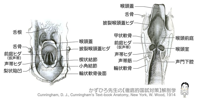 呼吸器系-32-声帯の位置-SQ図-表記あり