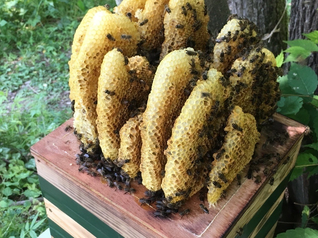 Shells様検討用　日本蜜蜂巣蜜2025.9 Shells様検討用 日本蜜蜂巣蜜2025.9 楽天市場】【2025年新蜜】国産