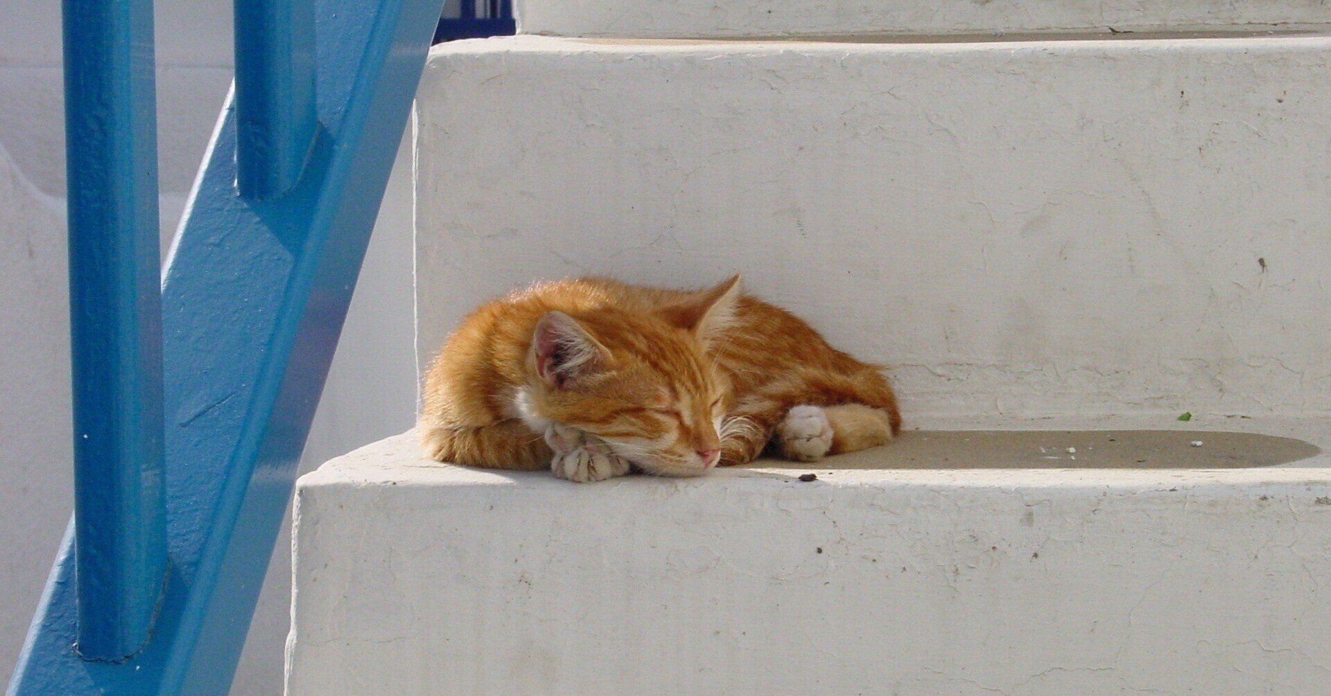 猫 と 君スイ と 三浦春馬さん 宮永千恵 Note