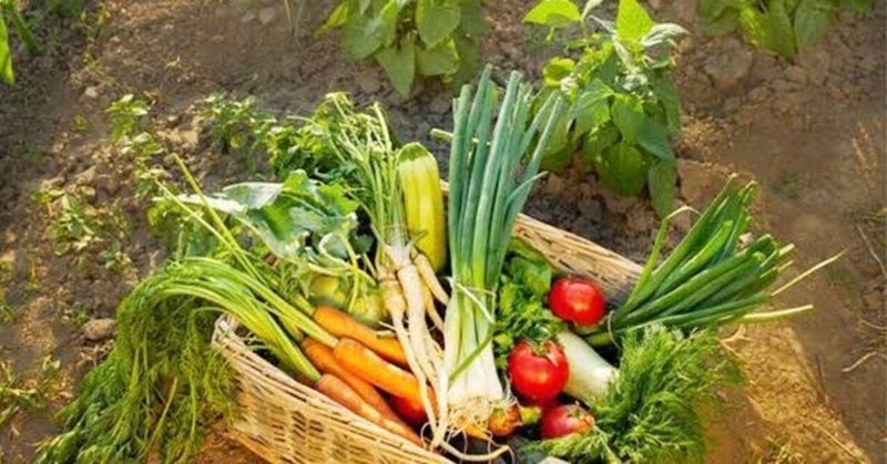 お野菜の栽培方法の違いや栄養価について