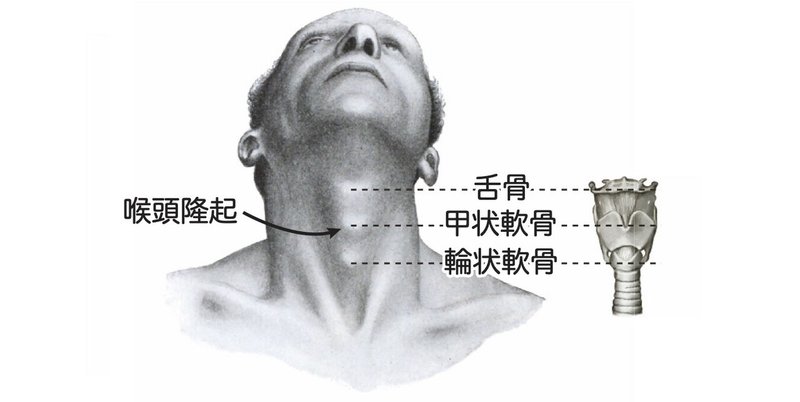 【徹底的国試対策】3-2 呼吸器系 - 咽頭・喉頭.040