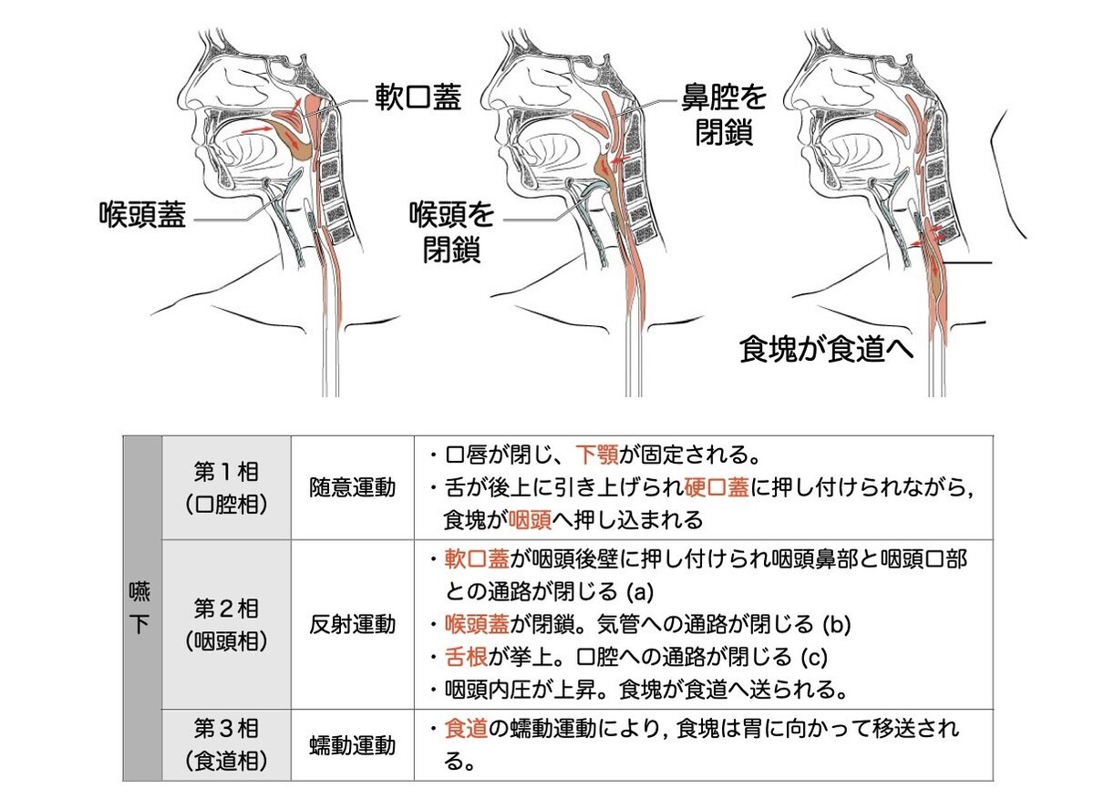 3-2 (2)】呼吸器系 - 咽頭・喉頭 一問一答｜かずひろ先生（黒澤
