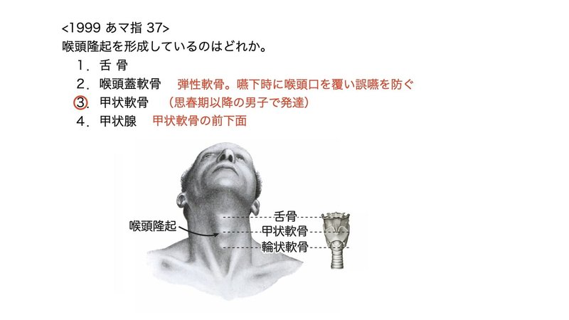 【徹底的国試対策】3-2 呼吸器系 - 咽頭・喉頭.065