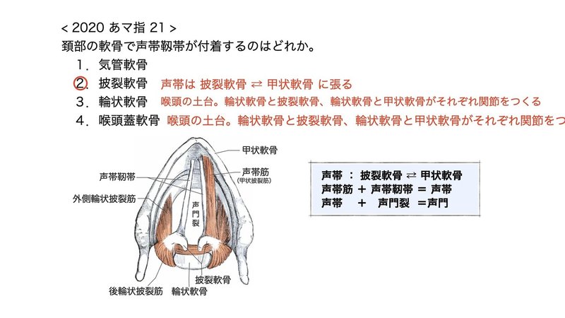 【徹底的国試対策】3-2 呼吸器系 - 咽頭・喉頭.066