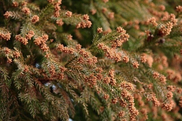 スギ花粉の季節が到来 杉の木は何故なくならない 奥敬基 Note