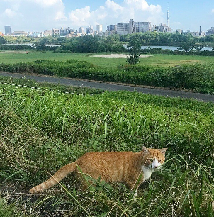 猫にしらすは大丈夫 ペットフードアドバイザーのハスつかがお答えします ハスつか Note