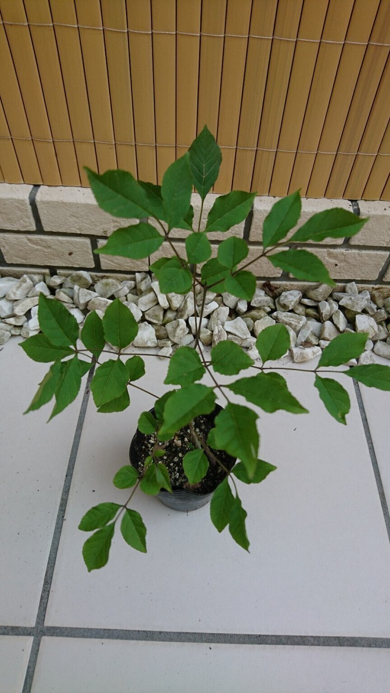 アオダモ 苗木の育成記録 育て方 種子から発芽し若々しく成長中 雑木の庭の苗木と草花ショップ ぞう木りん Note アオダモ 苗木の育成記録 育て方 種子から発芽し若々しく成長中 雑木の庭の苗木と草花ショップ ぞう木りん Note