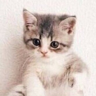 ちょっと油断していたら また柴犬がスバルのcmに出ていた話 しばいぬたろう Note ちょっと油断していたら また柴犬がスバルのcmに出ていた話 しばいぬたろう Note