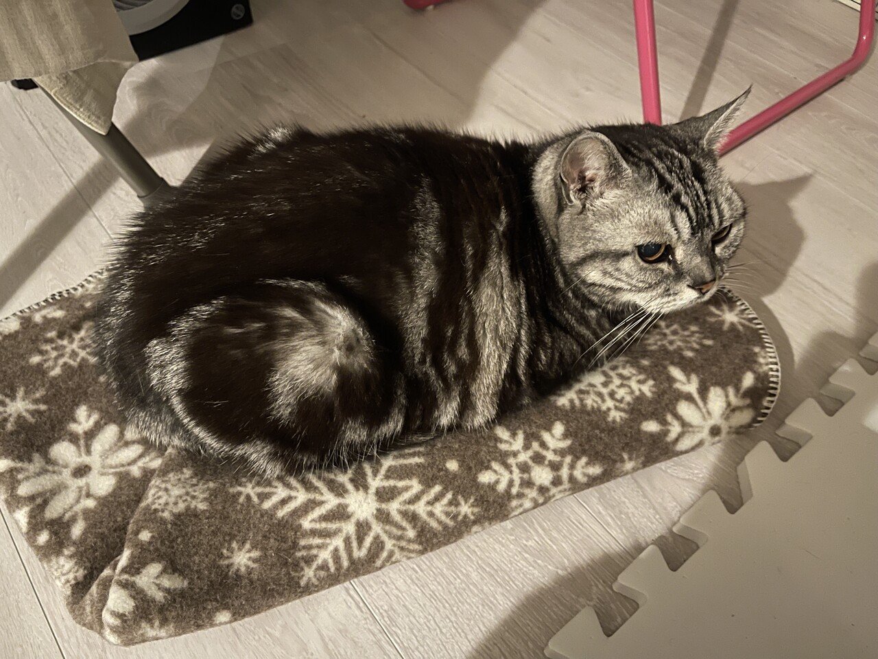 猫用ブランケット、本日販売開始しました!|日の出毛織株式会社公式