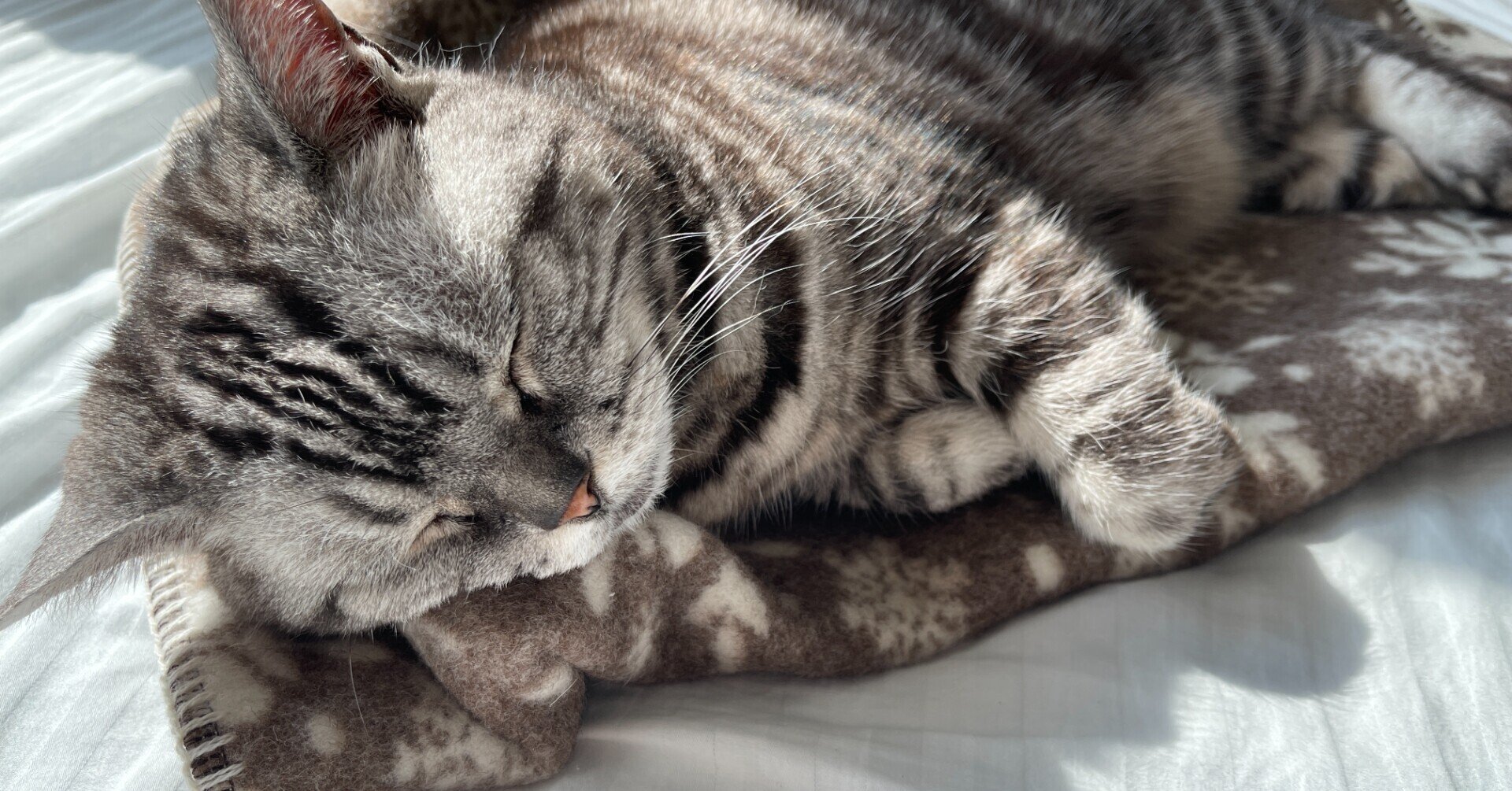 猫用ブランケット、本日販売開始しました！｜日の出毛織株式会社公式 