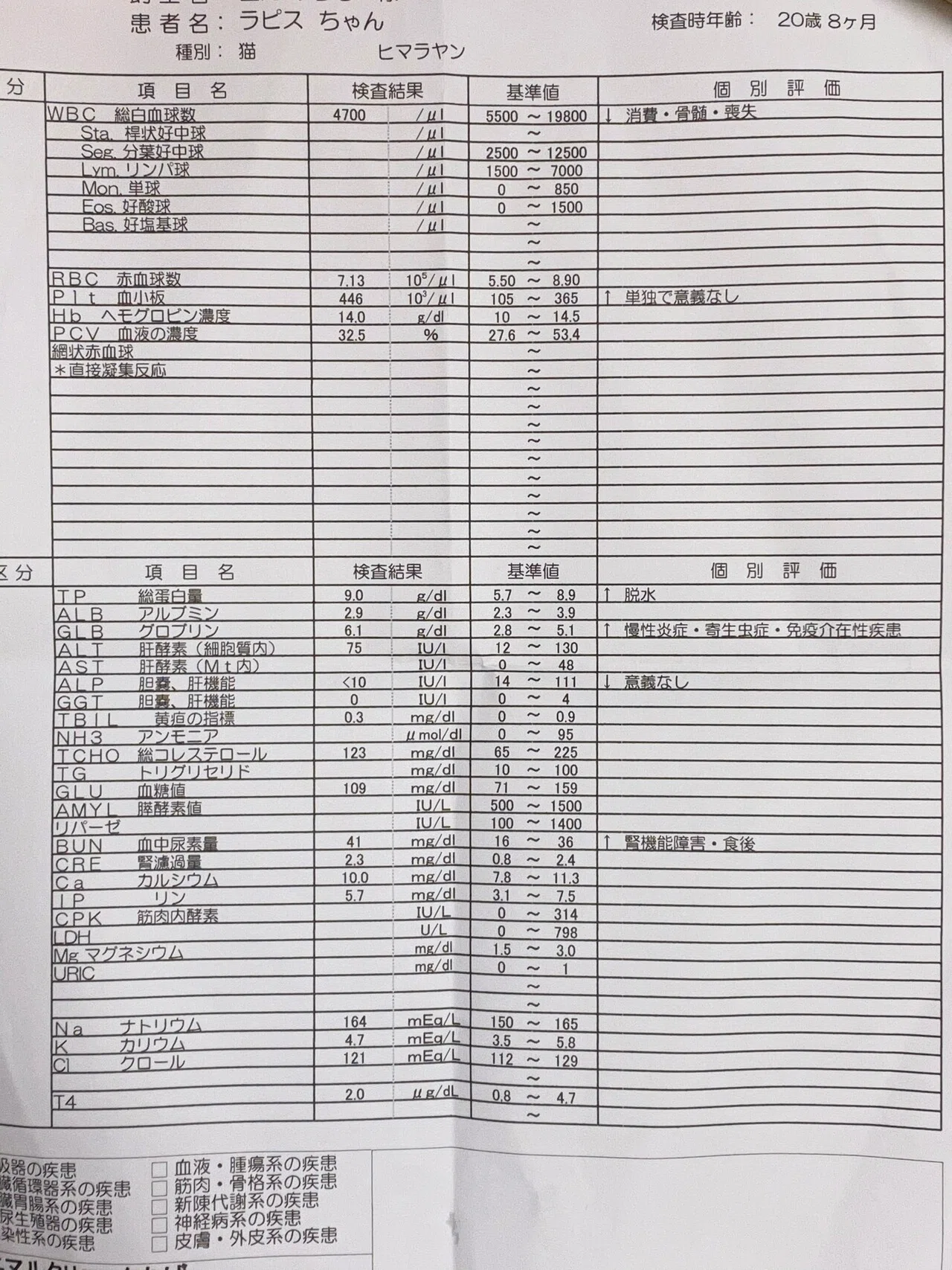 猫の日に。お久しぶりの猫たちの近況報告｜みけ＊るーちぇ｜note