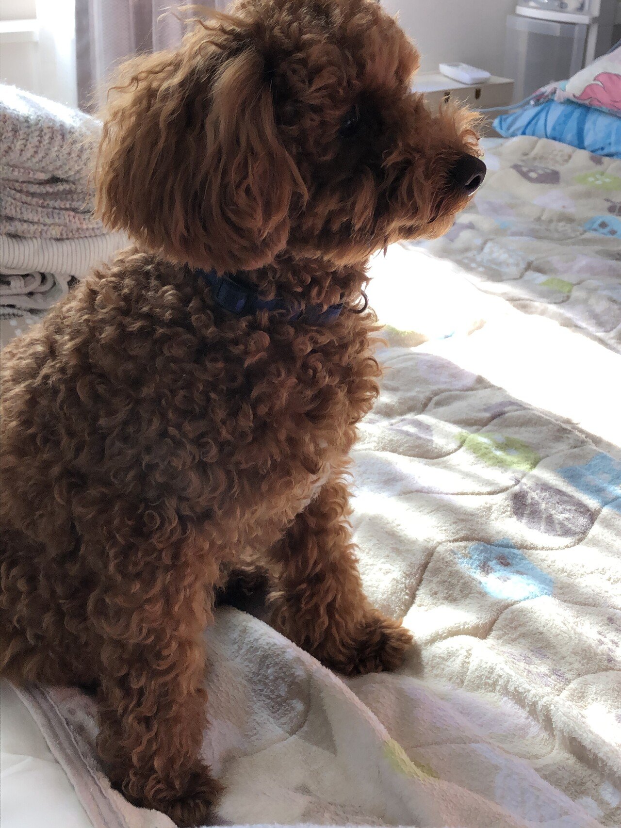 飼い始めてもうすぐ1年になります まさか犬を飼うとは思いませんでした 名前は はる と言います 男の子 です 仕事から帰るとクンクン言って出迎えてくれます ホントにかわいいです 娘たちがどうしても飼いたい フクマル Note 飼い始めてもうすぐ1年になります まさか犬を飼うとは思いませんでした 名前は はる と言います 男の子 です 仕事から帰るとクンクン言って出迎えてくれます ホントにかわいいです 娘たちがどうしても飼いたい フクマル Note