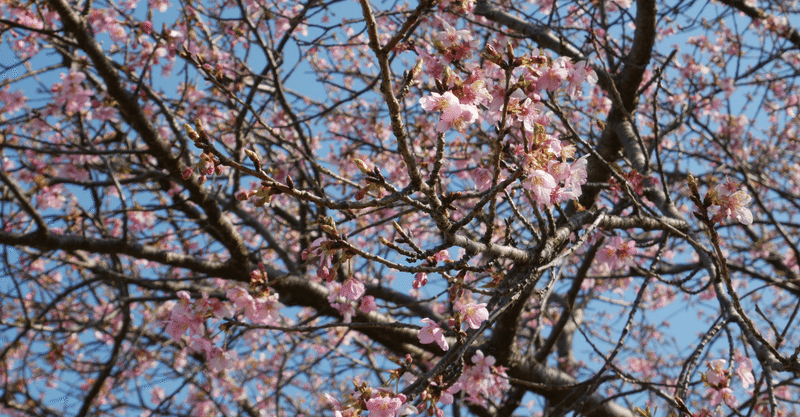 今日の大きな石：「河津桜を見に行く」
