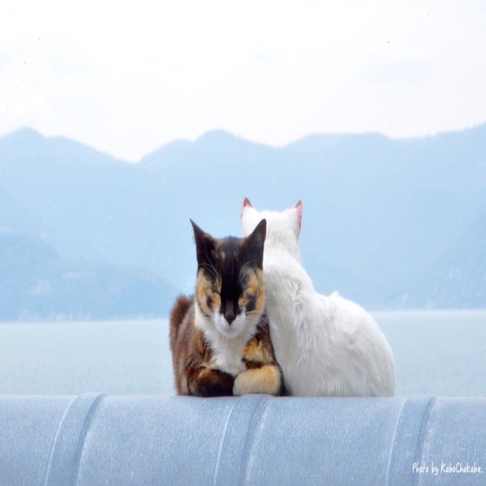 猫の日 これまで出会った印象深い猫１０匹 かぼちゃかべ Note