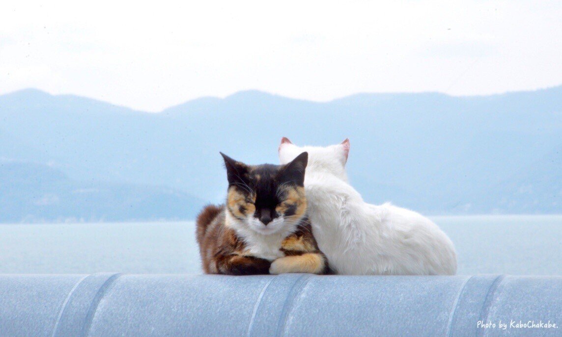 猫の日 これまで出会った印象深い猫10匹 かぼちゃかべ Note 猫の日 これまで出会った印象深い猫10匹 かぼちゃかべ Note