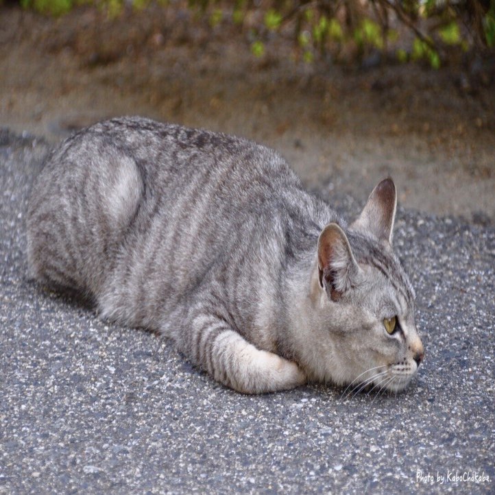 猫の日 これまで出会った印象深い猫１０匹 かぼちゃかべ Note