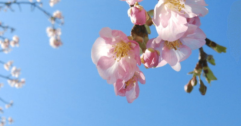 春を感じる時 吉本和裕 声のことや舞台のことや 劇団fifth Units代表 Note