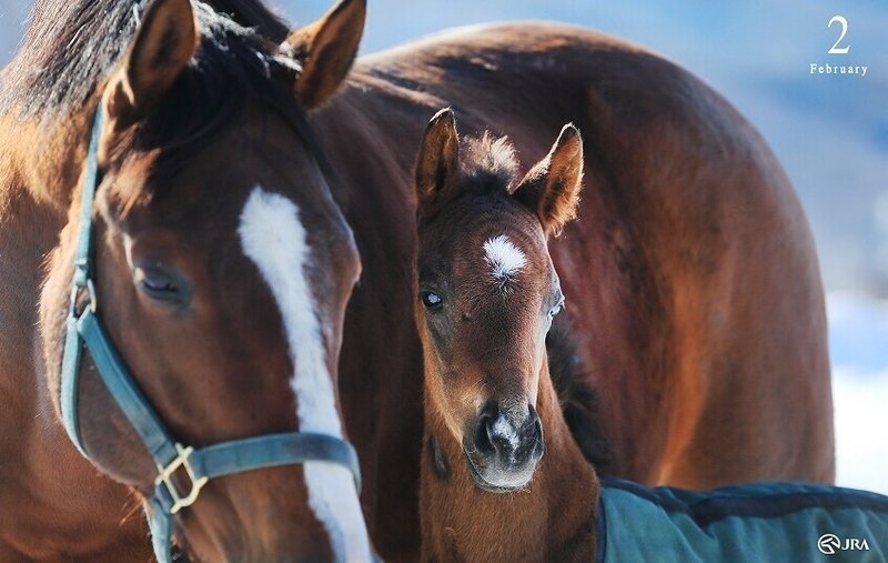 中山記念21サイン馬券 阪急杯 Jraオリジナル壁紙 カレンダー 2月 の牧場生産馬からの驚愕のサインが見えた その真実が明らかになった時 高配当サイン馬券の姿が見えてくる 下関ステークスも掲載 斎藤司 サイン競馬の世界 Note