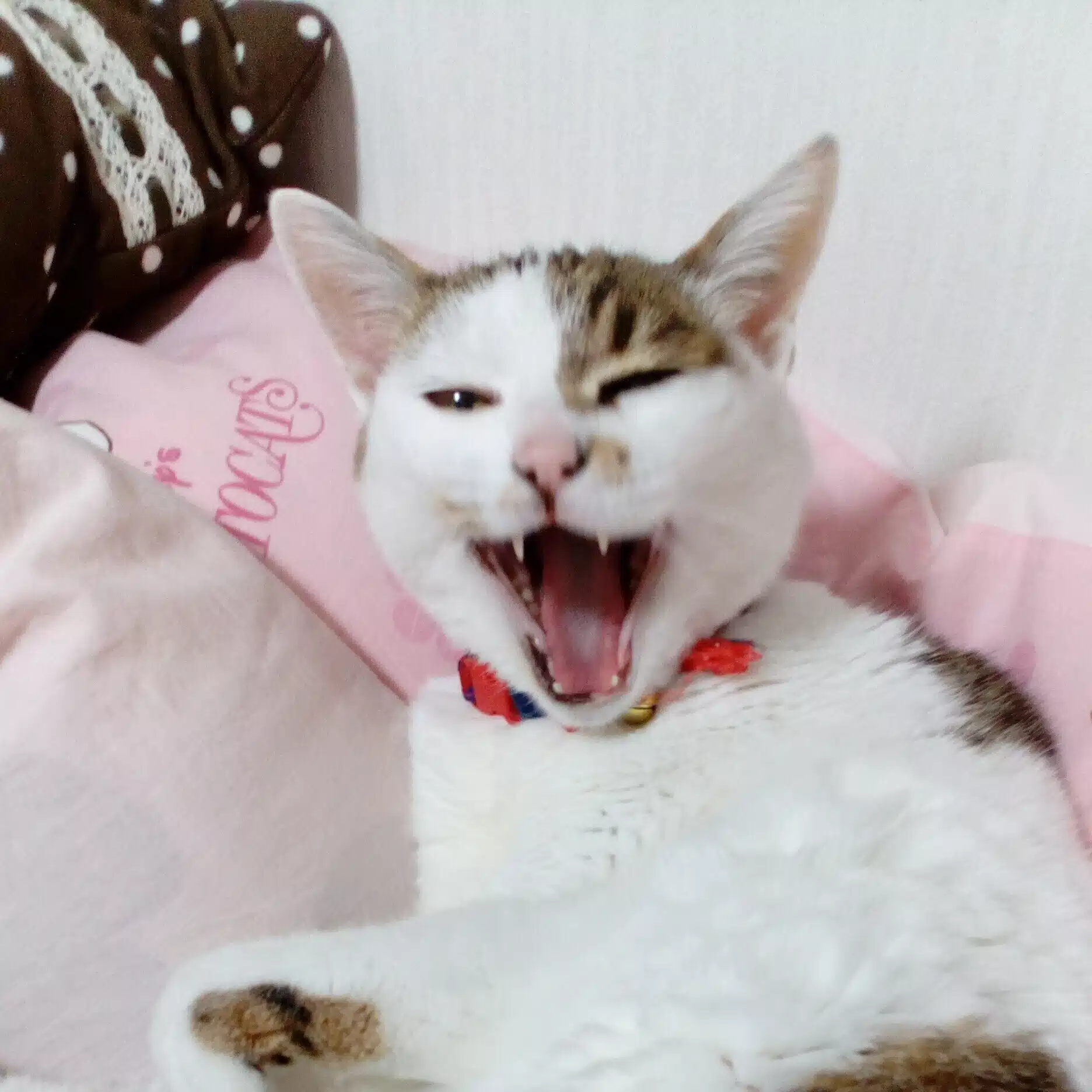 ブチハマ