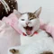 ブチハマ