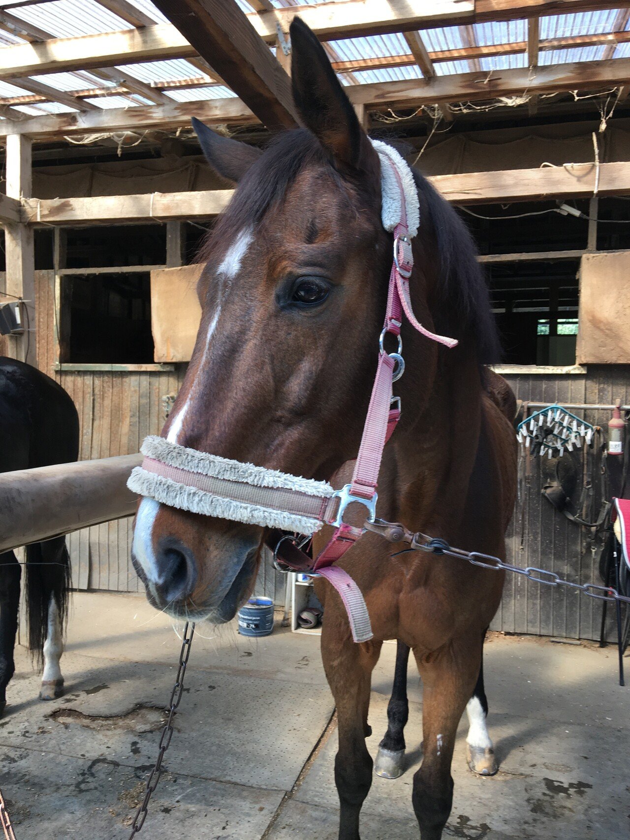 一日暑くて 死ぬレベルの仕事でした 馬たちもみんな丸洗い 私は今日は乗らなかったのですが相棒はレッスン出てたので眺めてたりして いややはり私以外の人乗ると跳ねるな 跳ねられなかった人見たことない そろそ ゆりこ Note