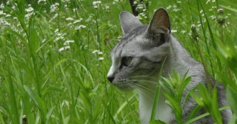 毎度毎度肝を冷やす の新着タグ記事一覧 Note つくる つながる とどける