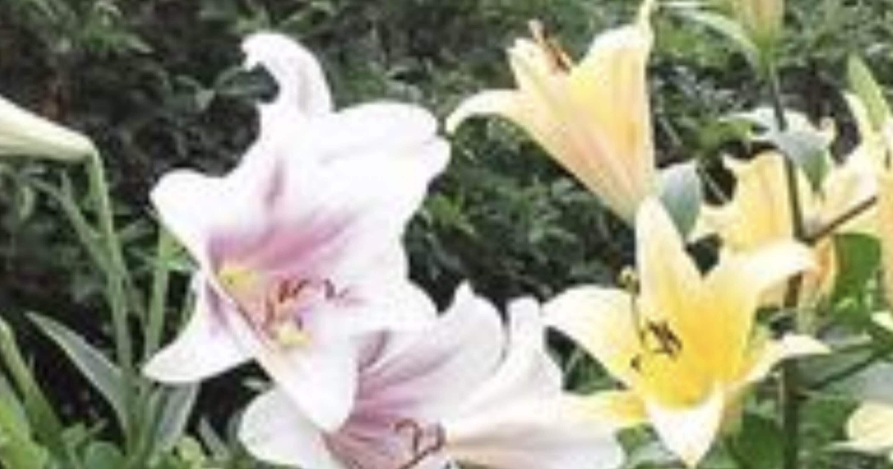 百億の昼と千億の夜 から と を取りたい 宮野由梨香 Note