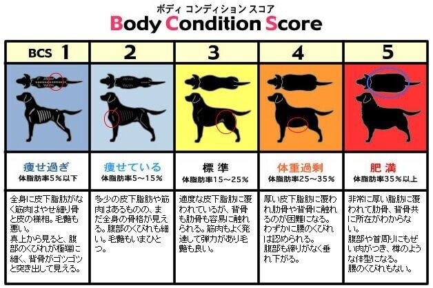 犬の肥満がやばい Lifehack School 人生に役に立つ情報を学ぶための学校 フォロバ100 Note 犬の肥満がやばい Lifehack School 人生に役に立つ情報を学ぶための学校 フォロバ100 Note