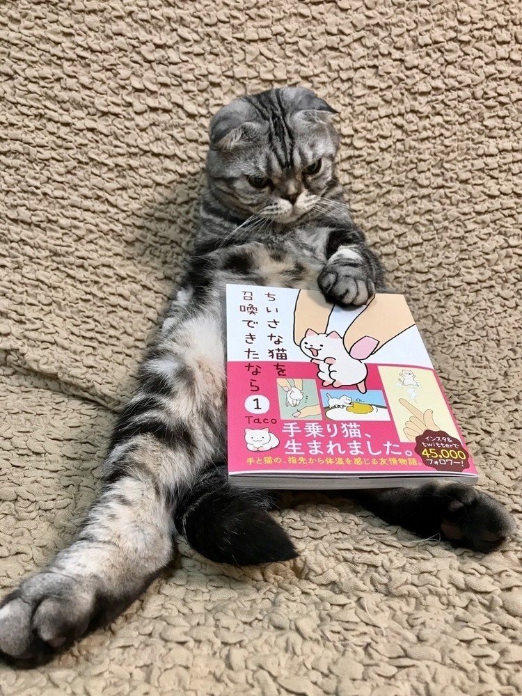 【告知】「ちいさな猫を召喚できたなら」（©Taco/NSP 2016）徳間書店　1026円（税込み）128ページ(オールカラー)
本日6/20、販売されました。
#猫 #cat #漫画
