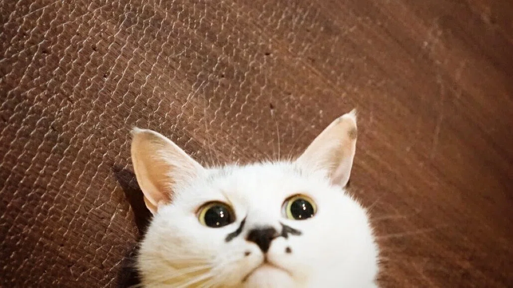 画像14