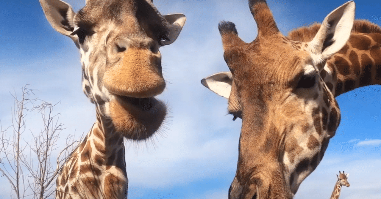 メルボルン動物園 のバーチャル ツアーとライブ ツアー 高橋昌一郎 Note