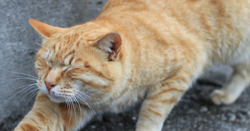 猫の水洗トイレ それ大丈夫 スポンジ Note