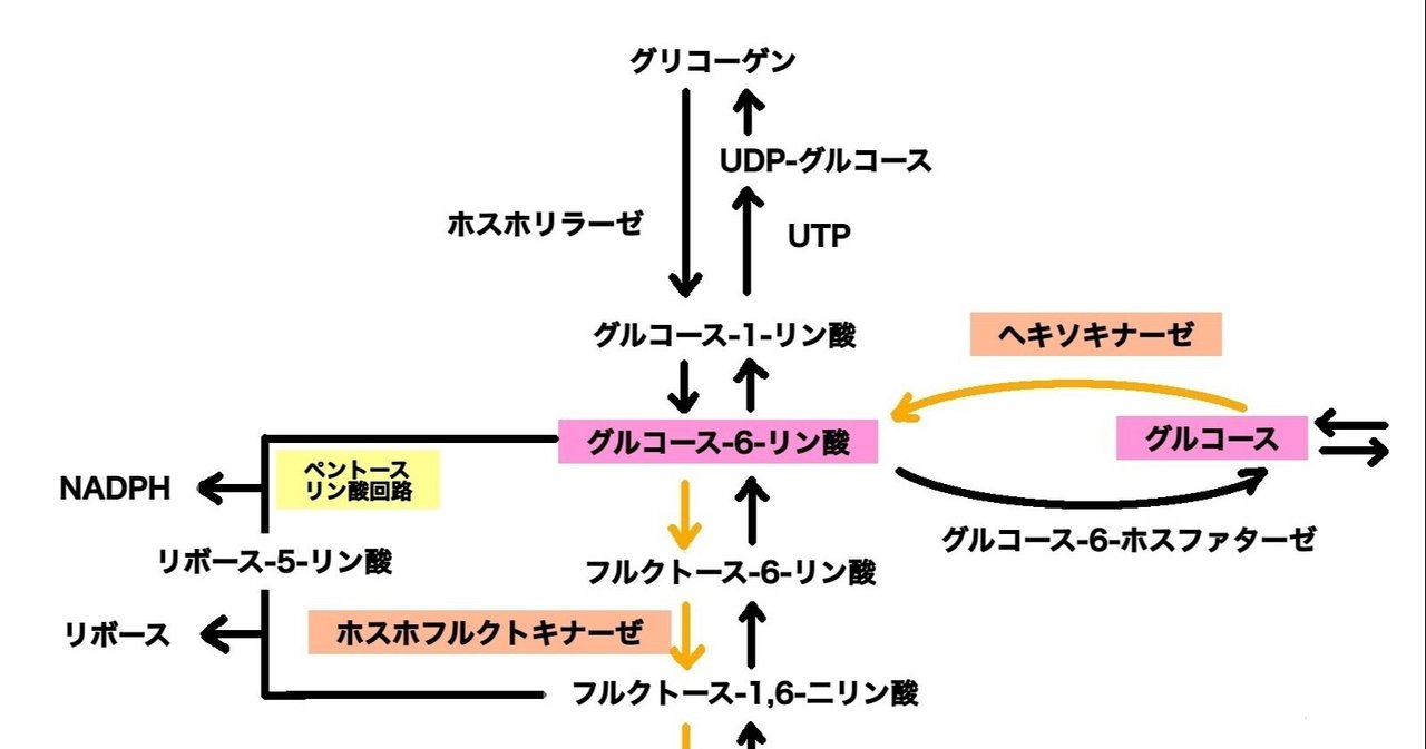 糖代謝 解糖系と糖新生 宮城島大樹 日本で最もトレーナーを育成してるトレーナー Note