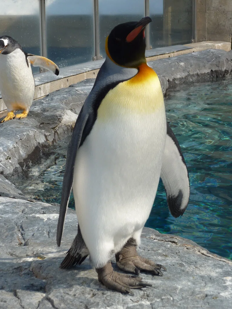 旭川動物園のキングペンギン 躍動感 ぺんぺん Note