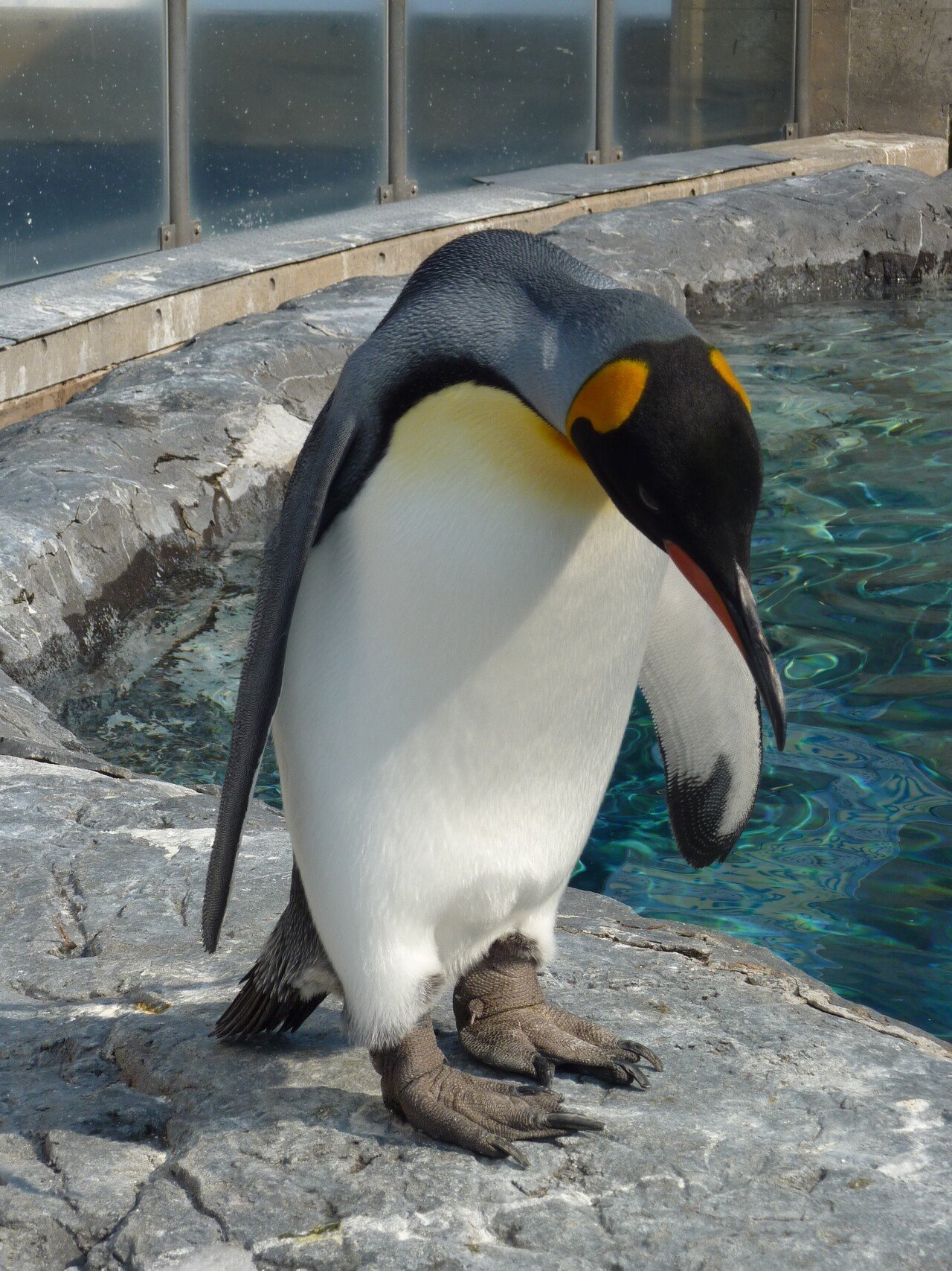 ペンギン マゼランペンギン｜上越市立水族博物館 うみがたり
