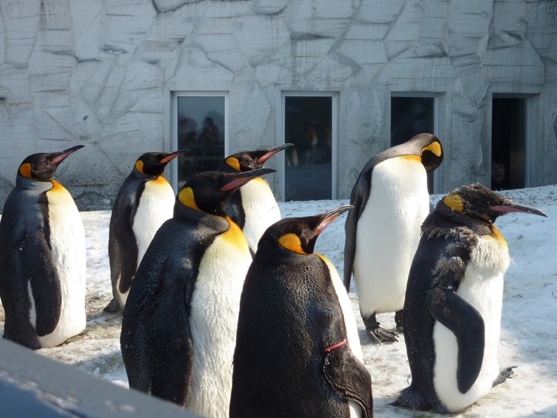 旭川動物園のキングペンギン 躍動感 ぺんぺん Note 旭川動物園のキングペンギン 躍動感 ぺんぺん Note